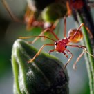 action antz